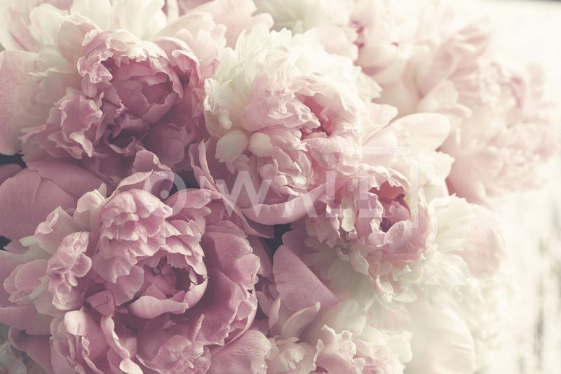 Papier peint Pink Peonies Maroc